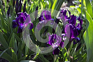 Violet undersized irises blossom in the garden against the background of other flowers