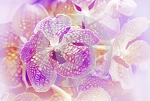 Violet vanda orchid in blur background