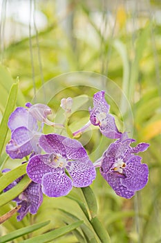 Violet vanda orchid flower hanging in plant nursery.