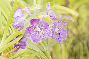 Violet vanda orchid flower hanging in plant nursery.