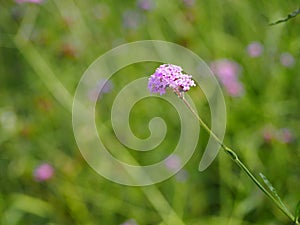 Violet verbena flowers on blurred background in the morning.Copy Space.