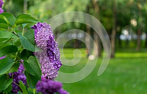 Violet vibrant lilac bush with blooming buds in spring garden.