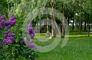 Violet vibrant lilac bush with blooming buds in spring garden.