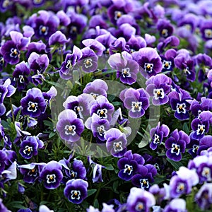 Violet Viola Flowers