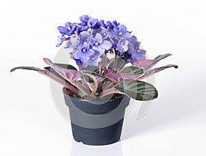 Violet viola flowers in a pot