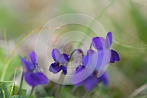 Violet viola odorata close up with field backgroun, springtime