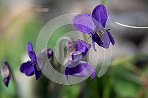 Violet viola odorata close up with field backgroun, springtime