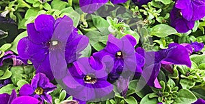 Violet or Viola, Purple, Violaceae largest genus in the family