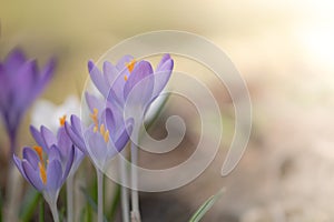 Violet, viola, Violacea - blossom closeup