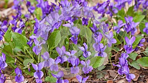 Violet violets flowers bloom in the spring forest