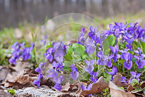 Violet violets flowers bloom in the spring forest