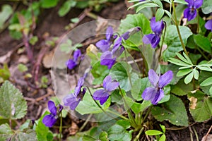 Violet violets flowers bloom in spring forest. Viola odorata