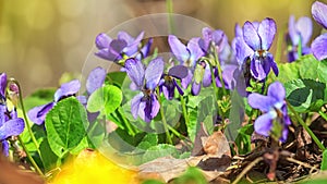 Violet violets flowers bloom in the spring forest