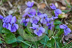 Violet violets flowers in full bloom in the spring