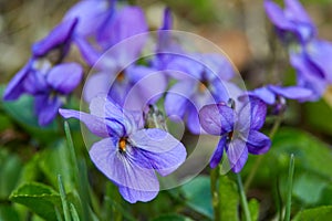 Violet violets flowers in full bloom in the spring