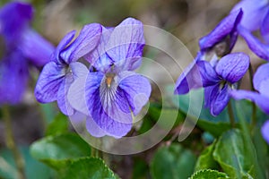 Violet violets flowers in full bloom in the spring