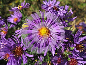 Virgin violet asters