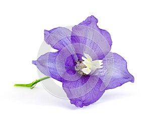 Violet vlower