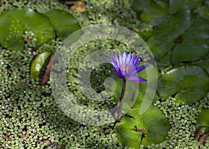 Violet water lily in Vero Beach photo