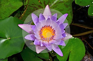 Violet water lily flower with leaves from above