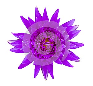 Purple water lily isolated