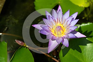 Violet water lily of Phuket Thailand