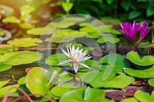 Violet water lily in summer pond