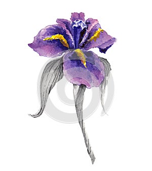 Violet watercolor iris flower