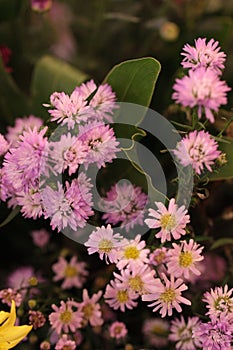 Violet wedding decoration fresh flower