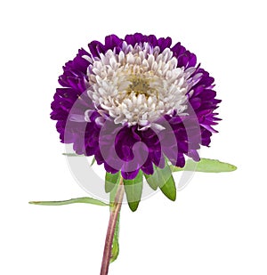 Violet-white aster isolated