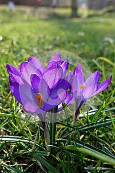 Violet Crocus Flower welcoming Spring time, Czech republic, Europe