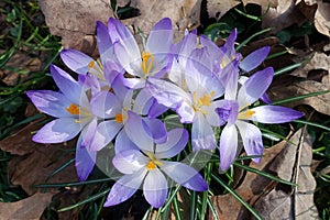 Violet Crocus Flower welcoming Spring time, Czech republic, Europe