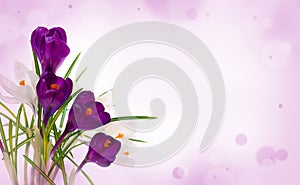 Violet and white crocuses Crocus vernus on a violet blur background with space for text