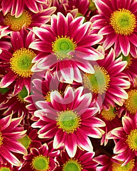 Violet-white crysanthemums, natural background