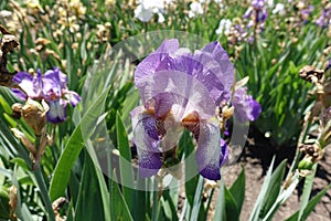 Violet and white flower of German iris