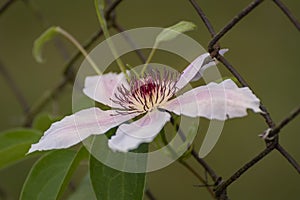 Violet white flower with pistils captured on the fence