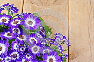 Violet and white flowers over wooden background