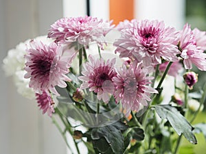 Violet and white Gerbera, Barberton daisy Flower beautiful bouquet in water glass colorful beautiful