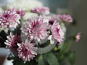 Violet and white Gerbera, Barberton daisy Flower beautiful bouquet in water glass colorful beautiful