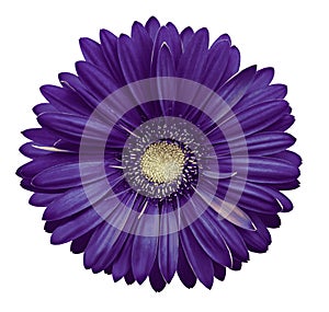 Violet-white gerbera flower, white isolated background with clipping path. Closeup. no shadows. For design.