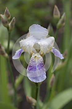 Violet and White Iris after rain