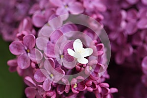 Violet and white Lilac photo