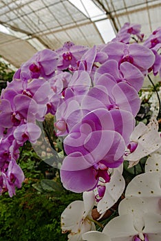 Violet & white orchid in tropical garden in glasshouse in daytime for love, passion, relaxation, travel, agritourism, agrotourism,