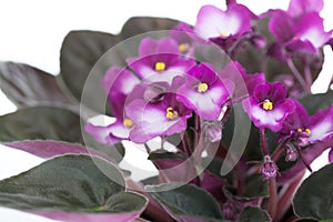 Violet-white saintpaulia