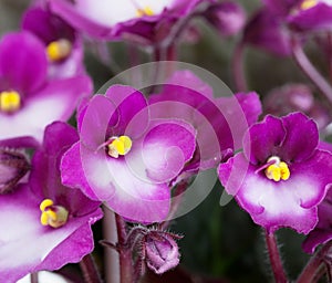 Violet-white saintpaulia
