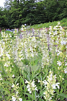 Violet white steppe sage, Salvia nemorosa, flower sage, sage,