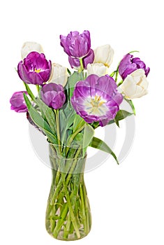 Violet and white tulips flowers in a transparent vase, close up