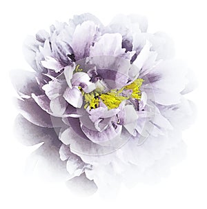 Violet-white watercolor peony flower with yellow stamens on an isolated white background with clipping path. Closeup. For design.