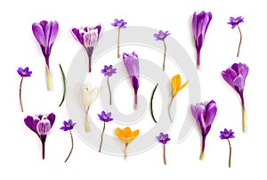 Violet, white, yellow crocuses Crocus vernus and violet flowers hepatica  liverleaf or liverwort  on a white background.