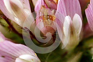 Violet white yellow macro flower